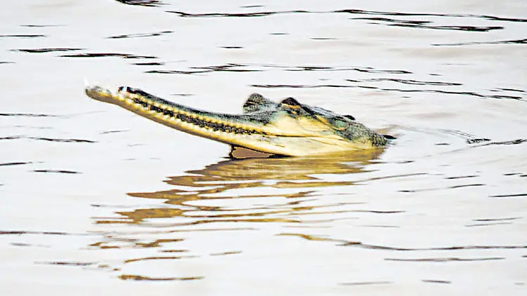Crocodile reached banks of Ganges in Patna
