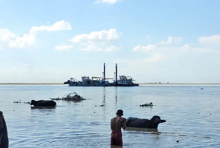 Two dozen buffaloes cut off from dredging ship