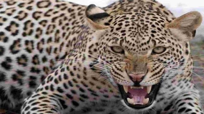 Project Cheetah: New threat to cheetahs in Kuno, leopard found walking near enclosure