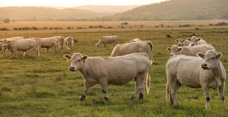 Chinese Super cow