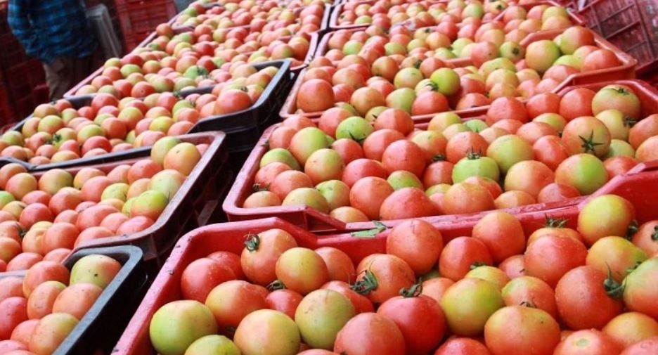 Tomatoes disappeared from Britain