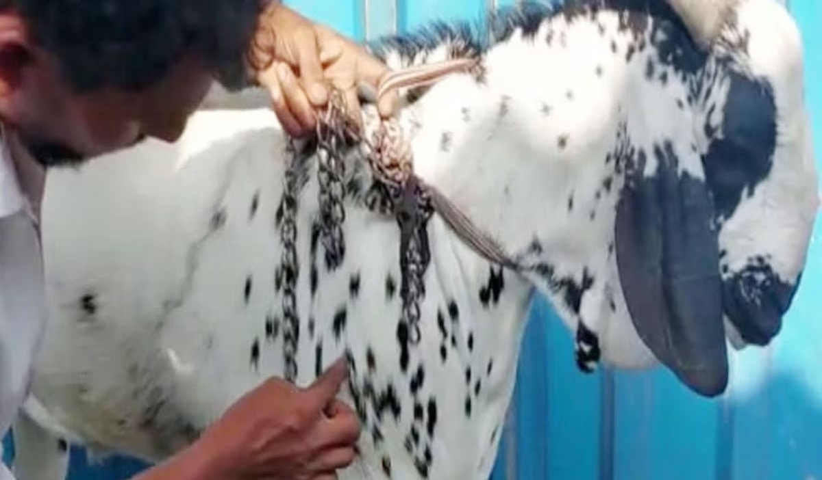 Millions of goats died before Bakrid, 'Allah' was written on the chest