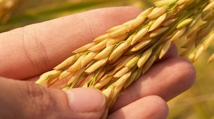Non Basmati Rice Export Ban