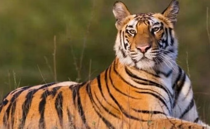 Tiger movement