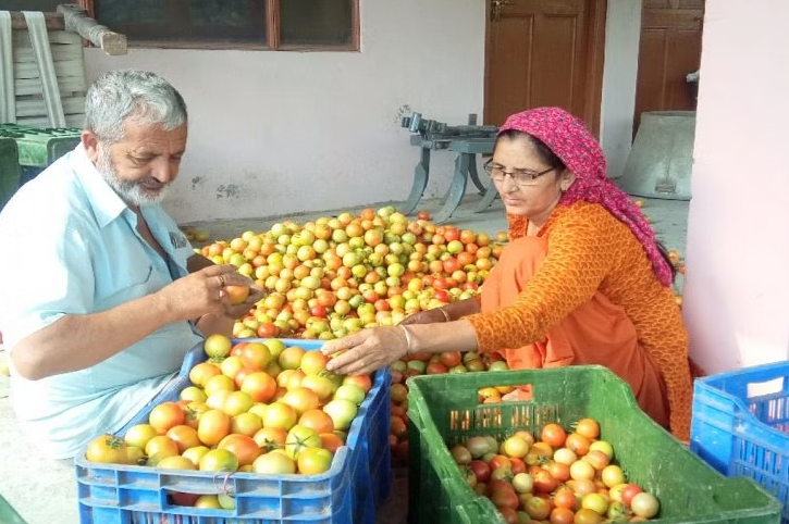 Tomato onion price increase