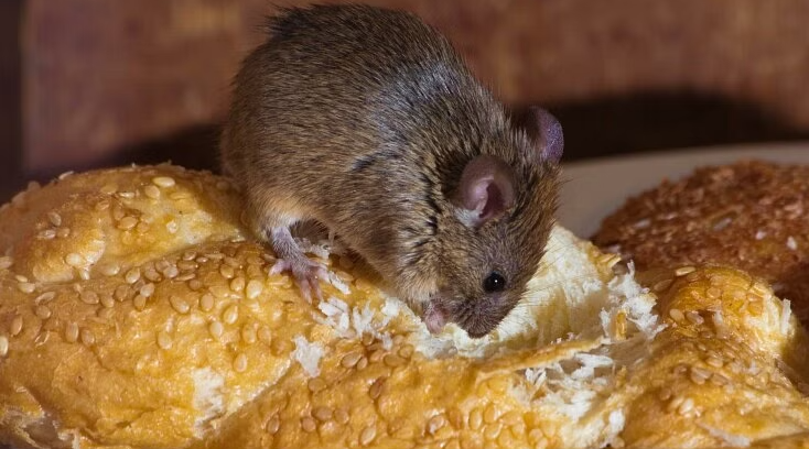 Britain: Indian-origin director of food business fined 7000 pounds, rat excrement found in food