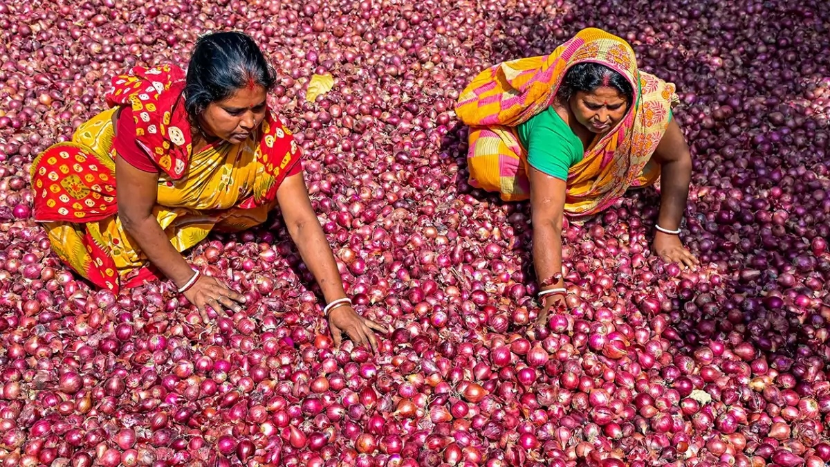 Onion auction to resume at APMCs in Nashik