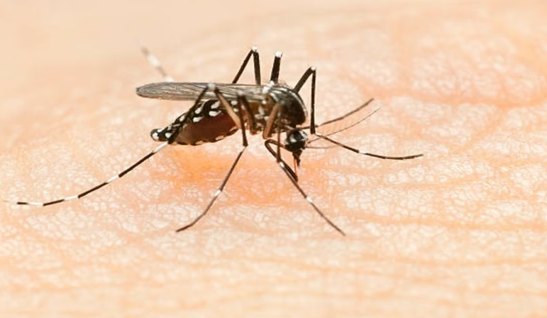 Zika virus found in mosquitoes