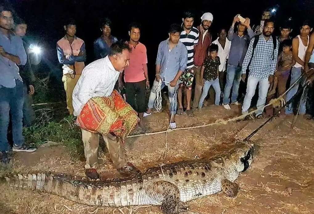 Crocodile Rescued from Village in Baran District After Straying from River