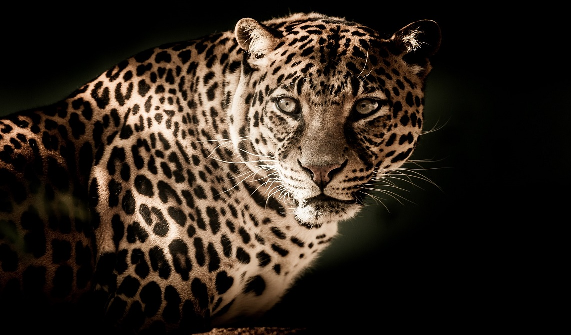 Panther Captured After Attacking Goat in Bhilwara Village