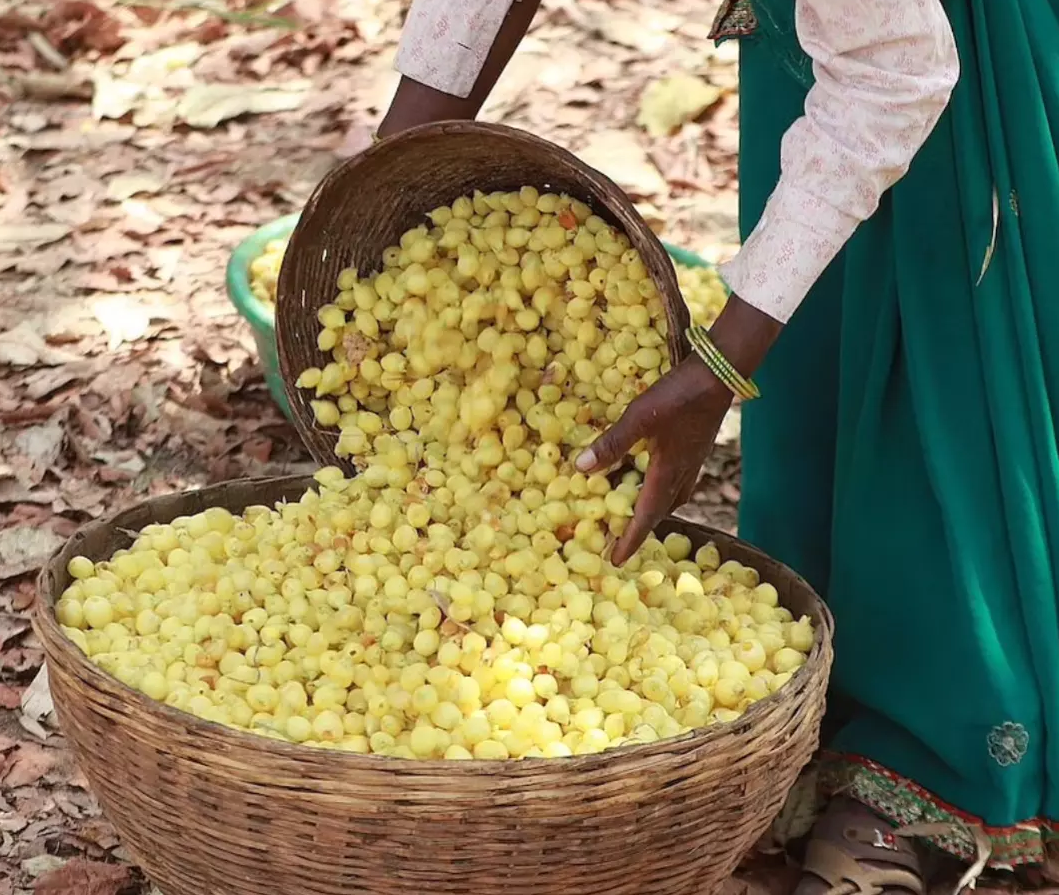 Unlocking the Health Secrets of Mahua: A Herbal Treasure Trove