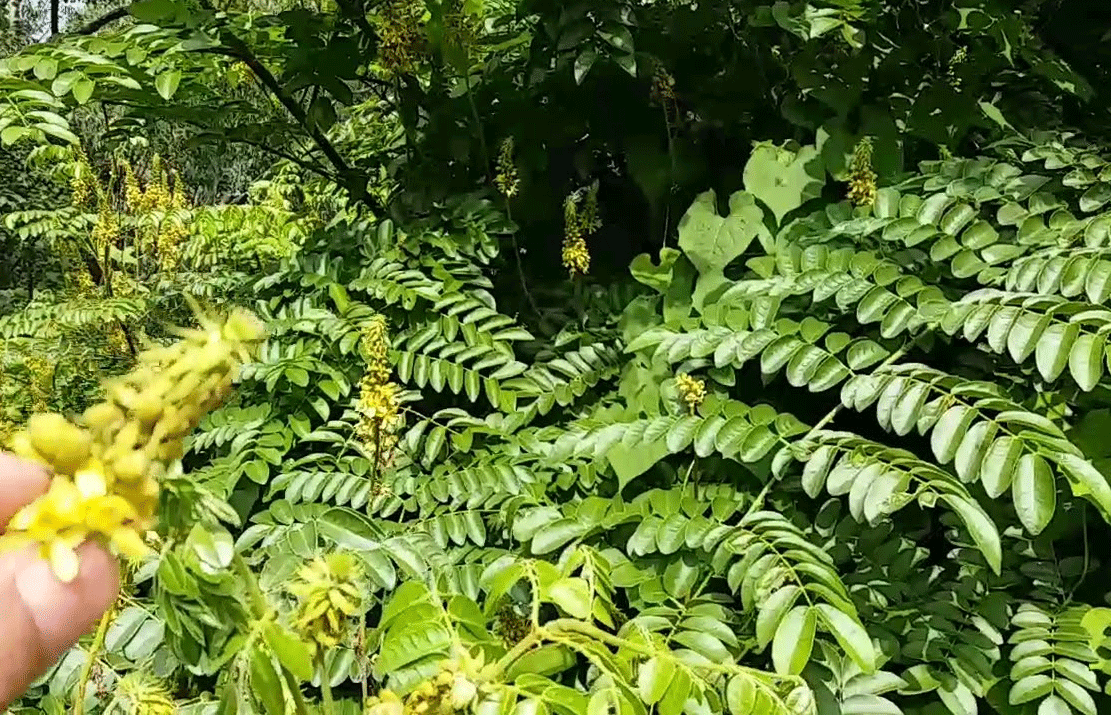 Lata Karanja: An Ayurvedic Remedy for Typhoid Fever and Other Ailments