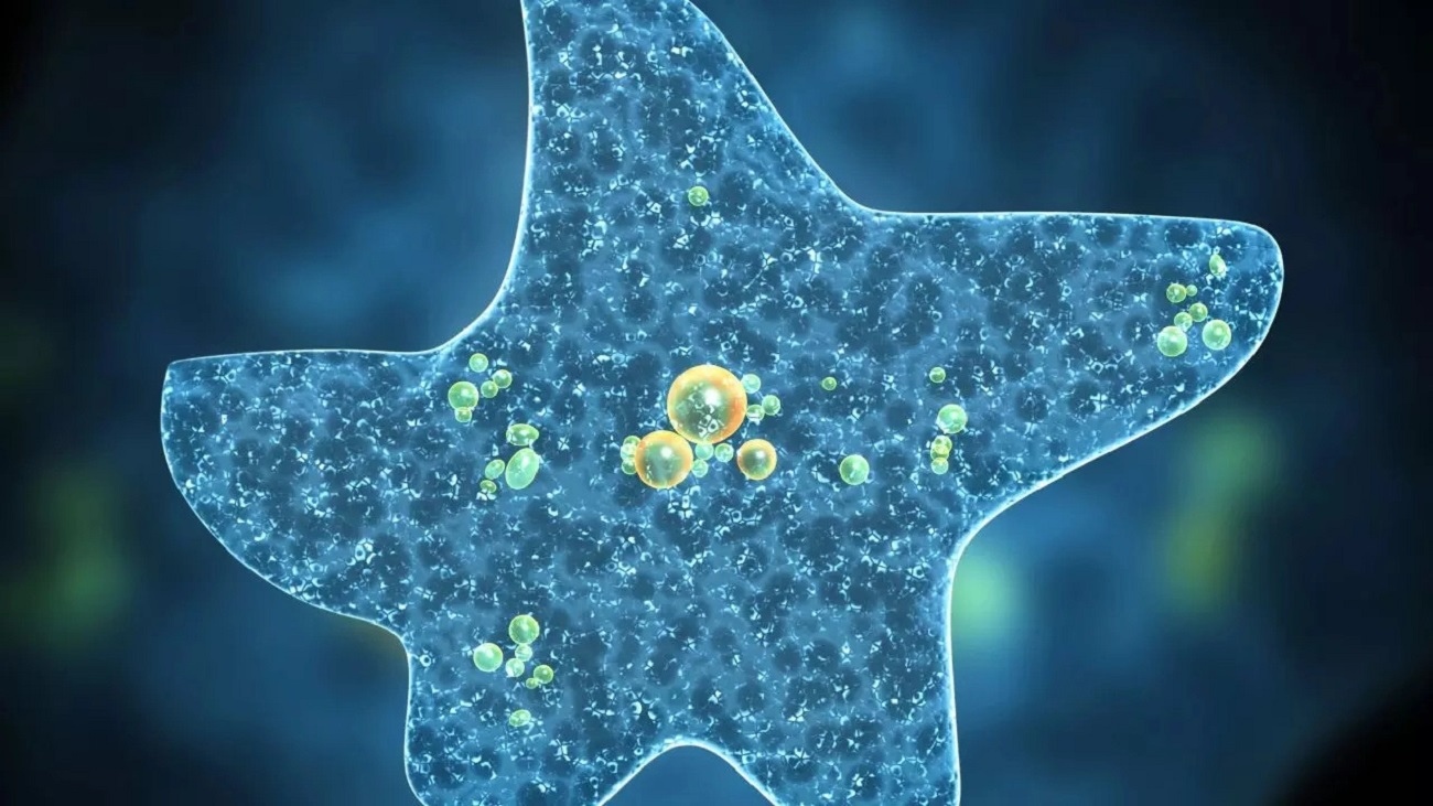 Fourth Case of &lsquo;Amoeba Meningoencephalitis&rsquo; Reported in Kerala