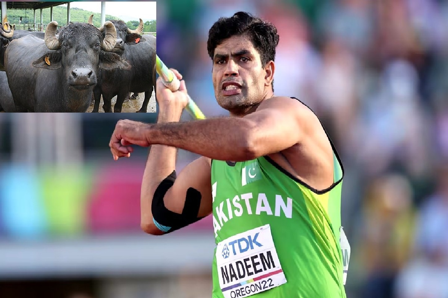 Pakistani Olympian Arshad Nadeem Jokes About Receiving Buffalo as Gold Medal Gift