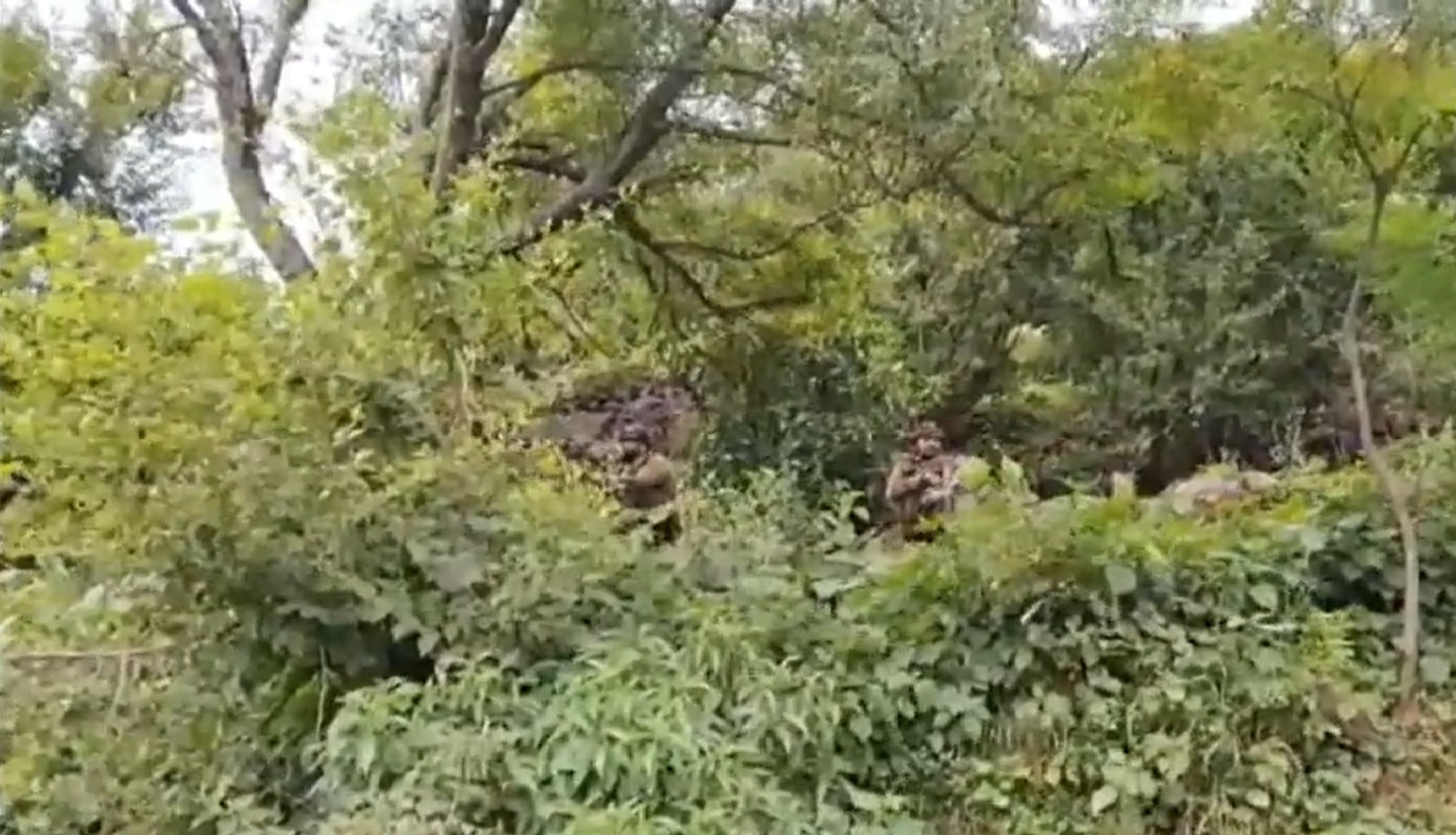 Security Forces Continue Search Operation in Rajouri, Jammu and Kashmir
