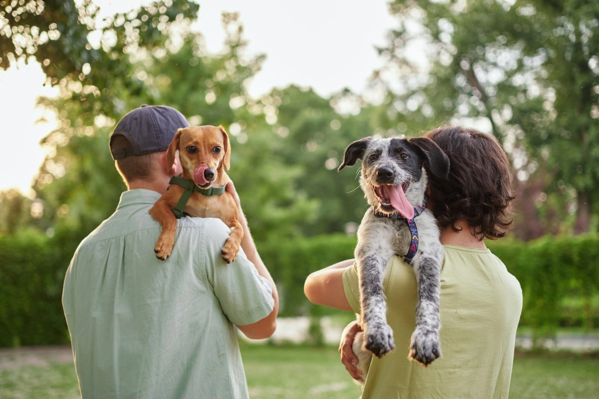 This 7 June thousands of pets expect a second opportunity on the day adoption of pets of California