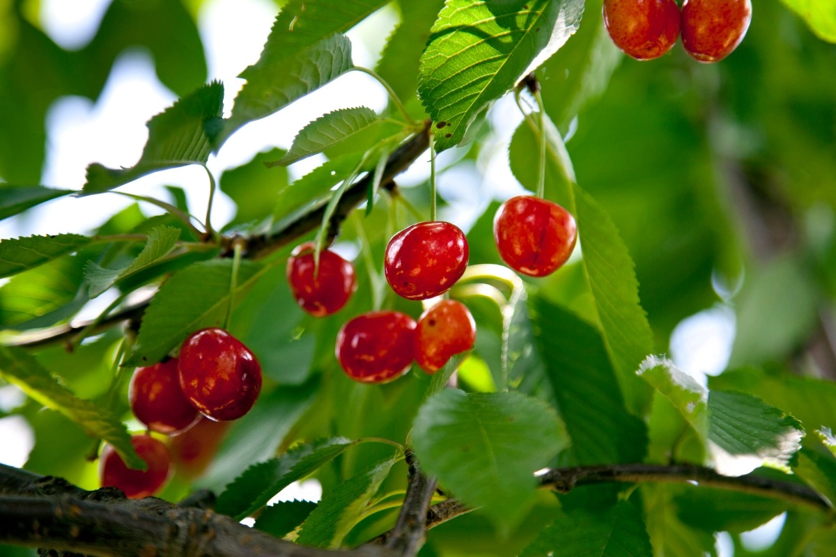 Crisis in Oregon Farmers fight by foul of workers due a Ice