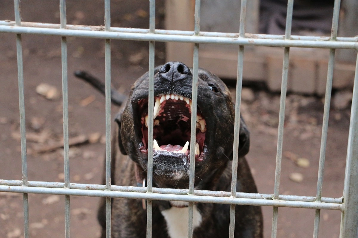 Hispanic man dies after being attacked by his two dogs in Texas