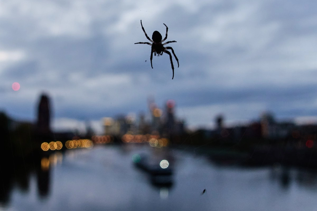 Scientists discover incredible megacity of 111000 spiders underground ground
