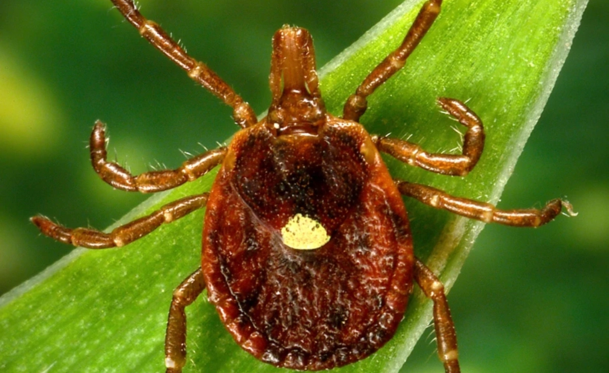 They report first death related to allergy to meat caused by a tick bite