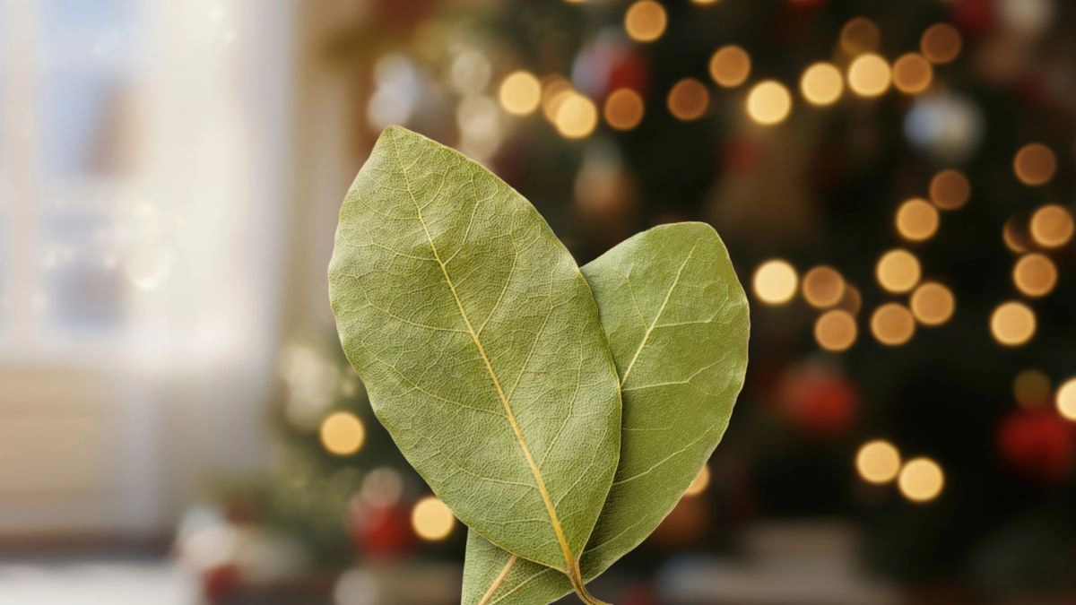 Por qu poner una hoja de laurel en el rbol de la Navidad para la suerte
