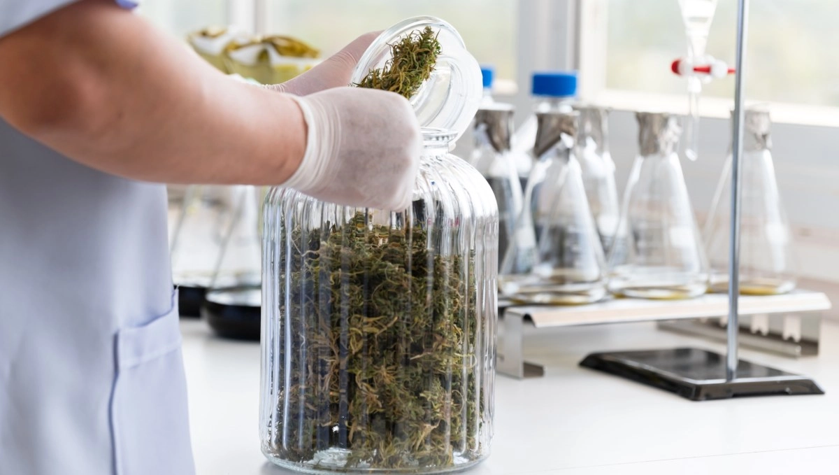 Following in Bidens footsteps Trump signals being considering reclassifying marijuana