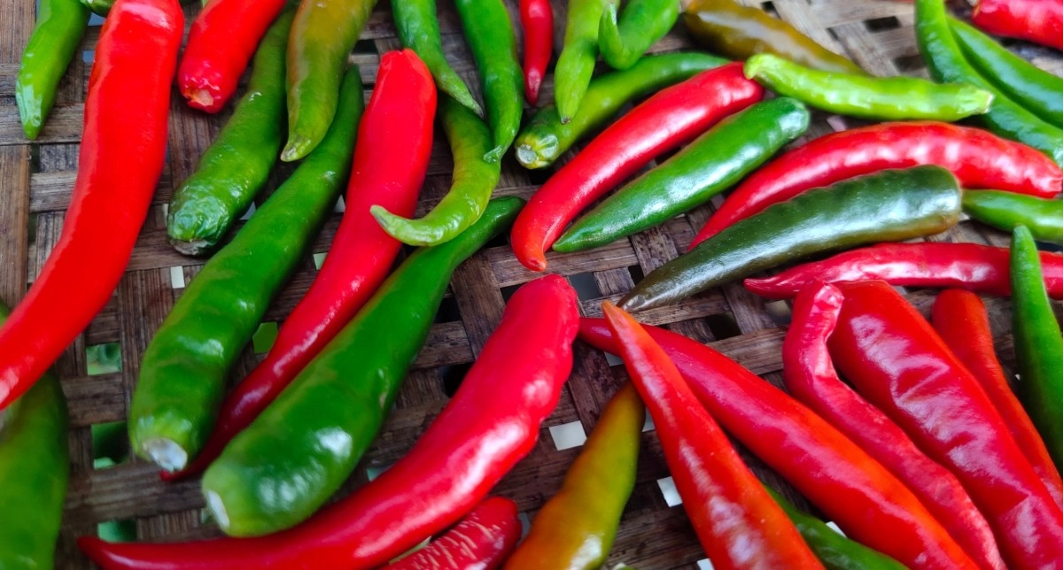 El picante que sana cmo la capsaicina se convierte en aliada de la salud
