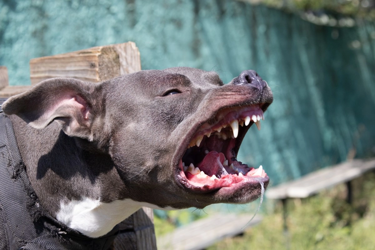 Mujer de Tennessee pierde una pierna tras brutal ataque de su pitbull dentro de su casa