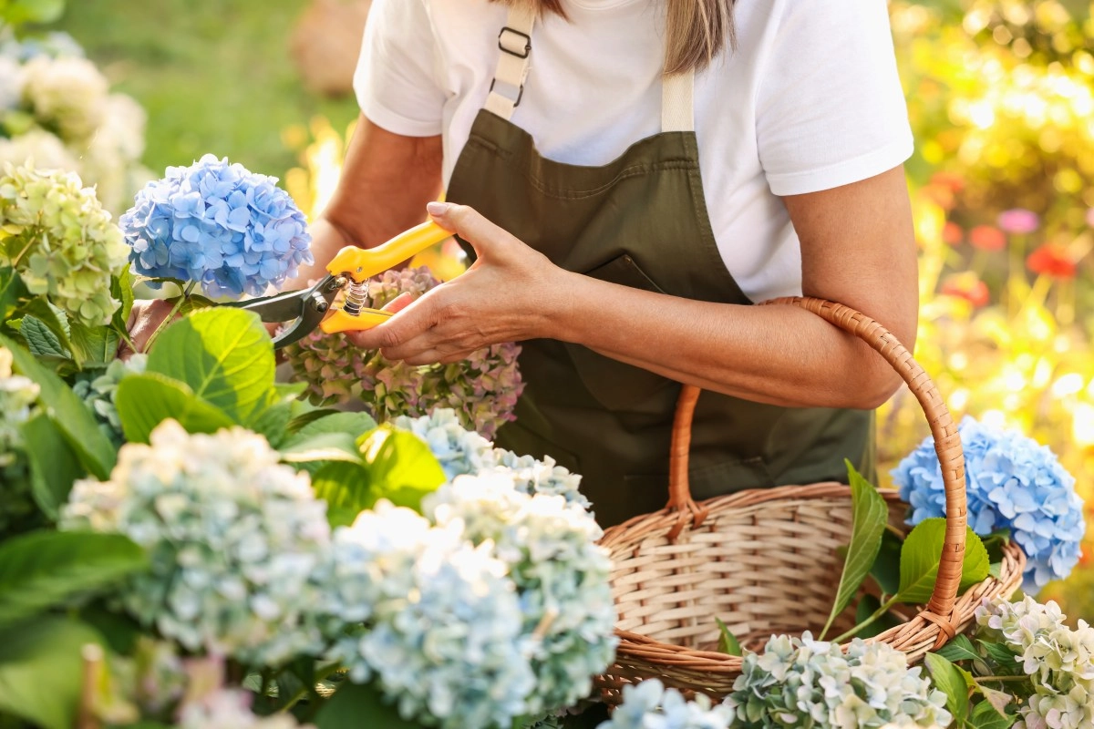 Tienes estas plantas en casa Enero es el mes perfecto para podarlas