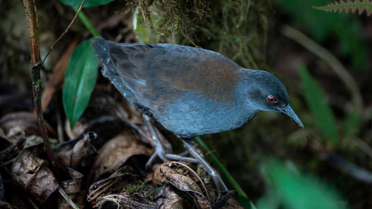 El sorpresivo regreso de las aves perdidas a las Islas Galpagos
