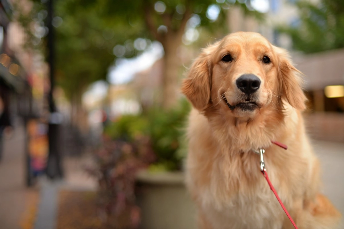 What to do in Arizona if you find a dog with a collar