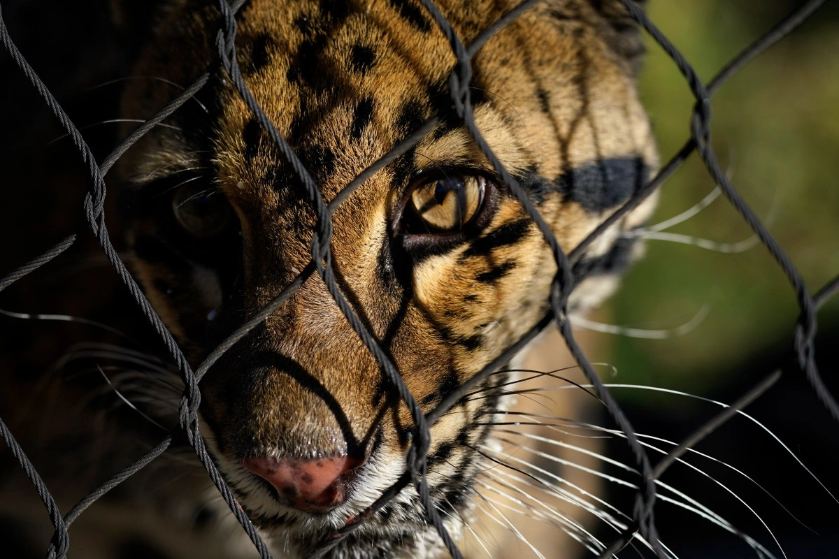 UN protects 40 new species in the face of global biodiversity crisis alert for risk of extinction