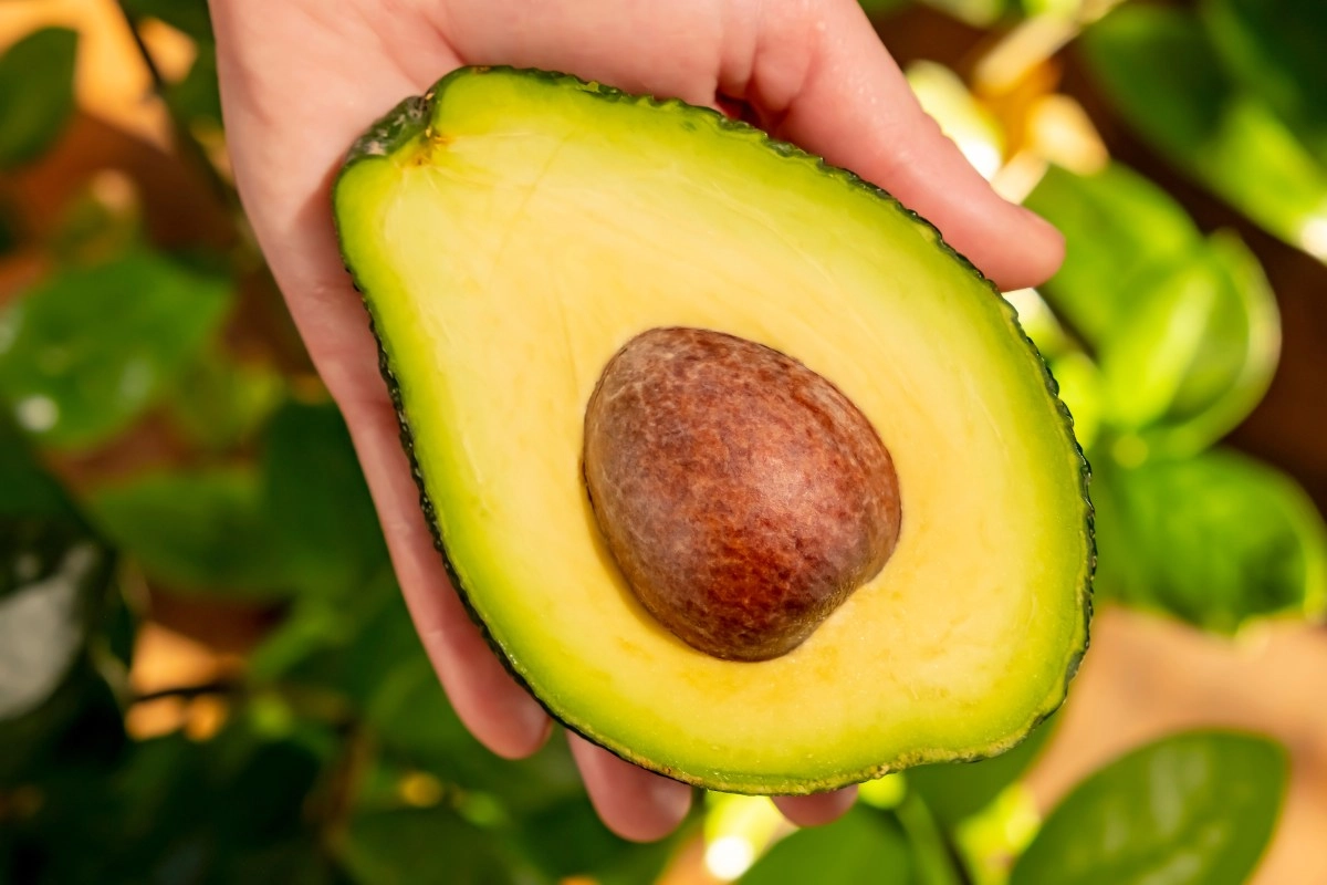 Avocado seed to lose weight 3 ways to consume it