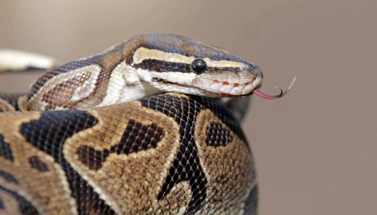 Northern California woman dies from snakebite