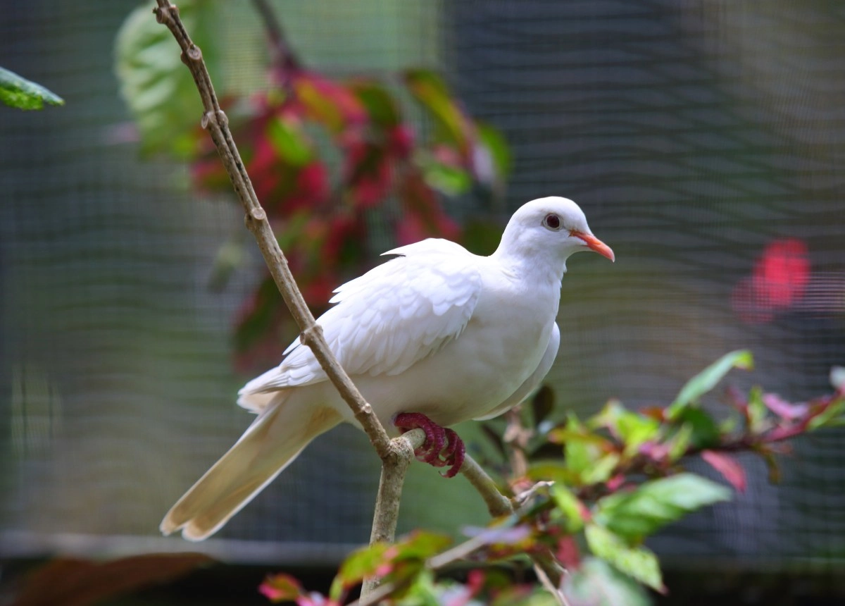 What is the spiritual message of seeing a white dove