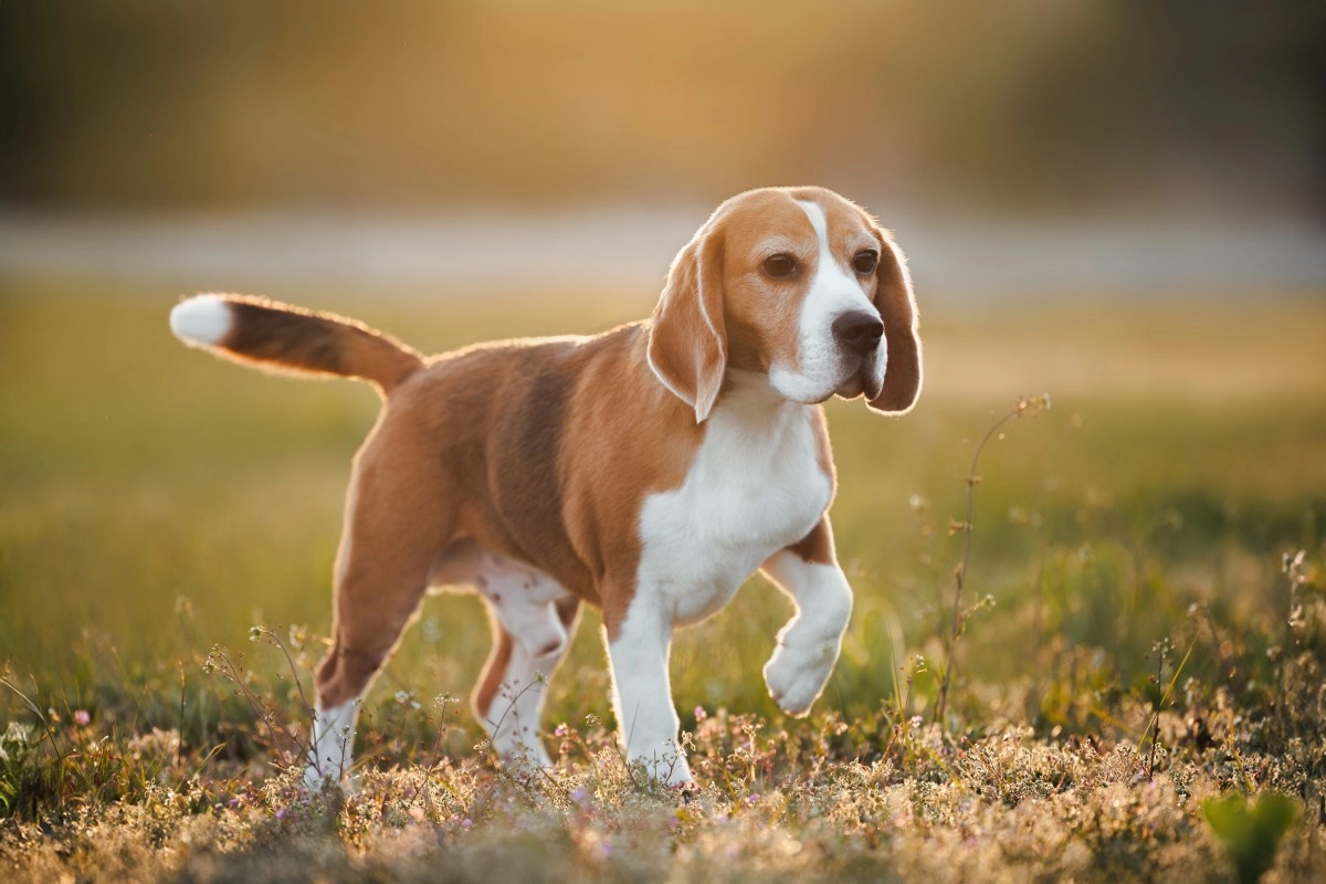 Hundreds of dogs used in medical testing laboratory rescued in Wisconsin will be given for adoption