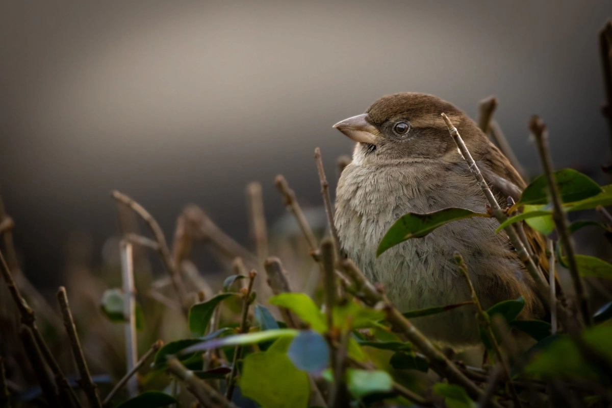What does it mean for a sparrow to make a nest in your house according to psychology