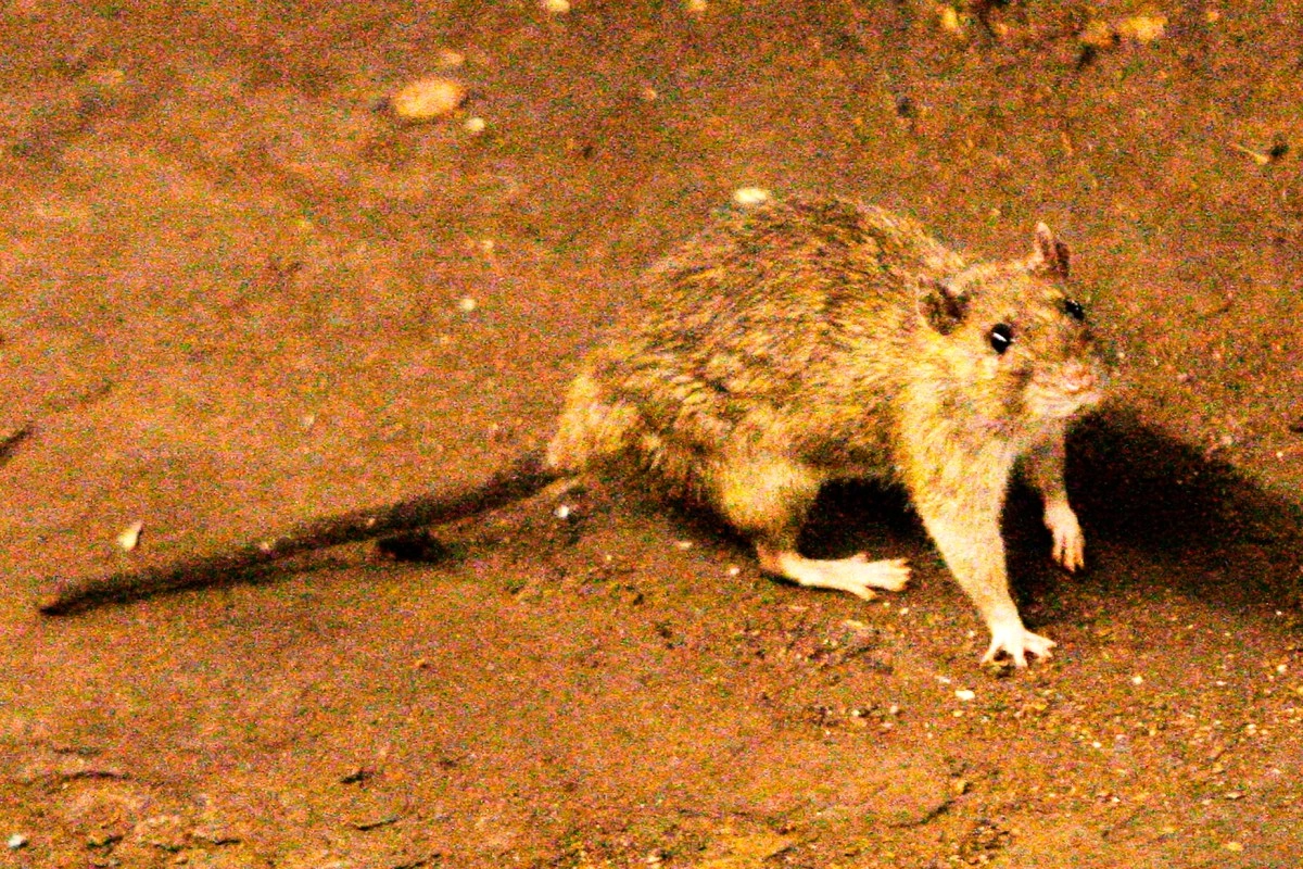 Rats terrorize and sicken families in Gaza and worsen humanitarian crisis in camps UN