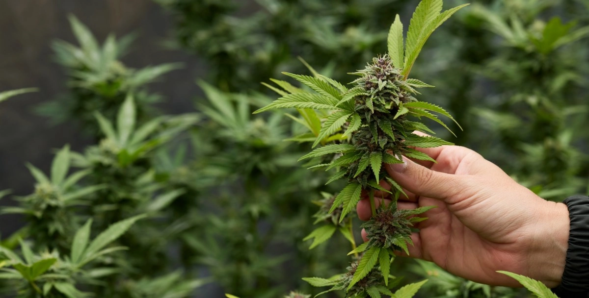 Cannabis use increases among older adults we tell you why