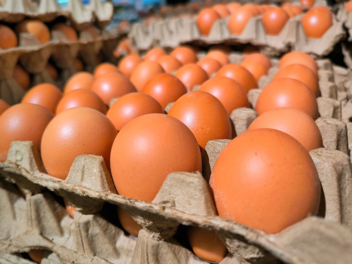 US egg prices continue to fall as supply soars