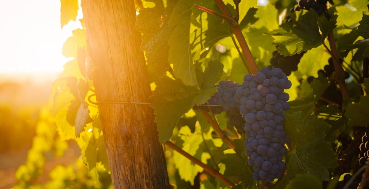They reveal the role of grapes in protecting the skin against the suns UV rays