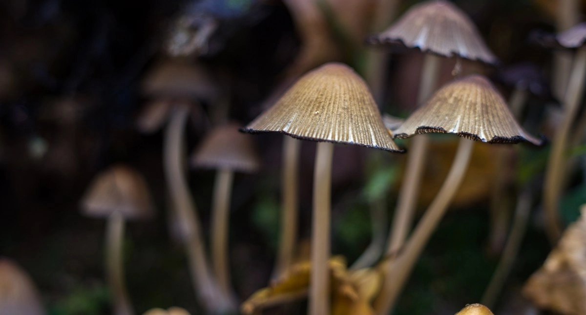 The case of a woman with advanced Alzheimers who recovered her speech and memory after consuming hallucinogenic mushrooms