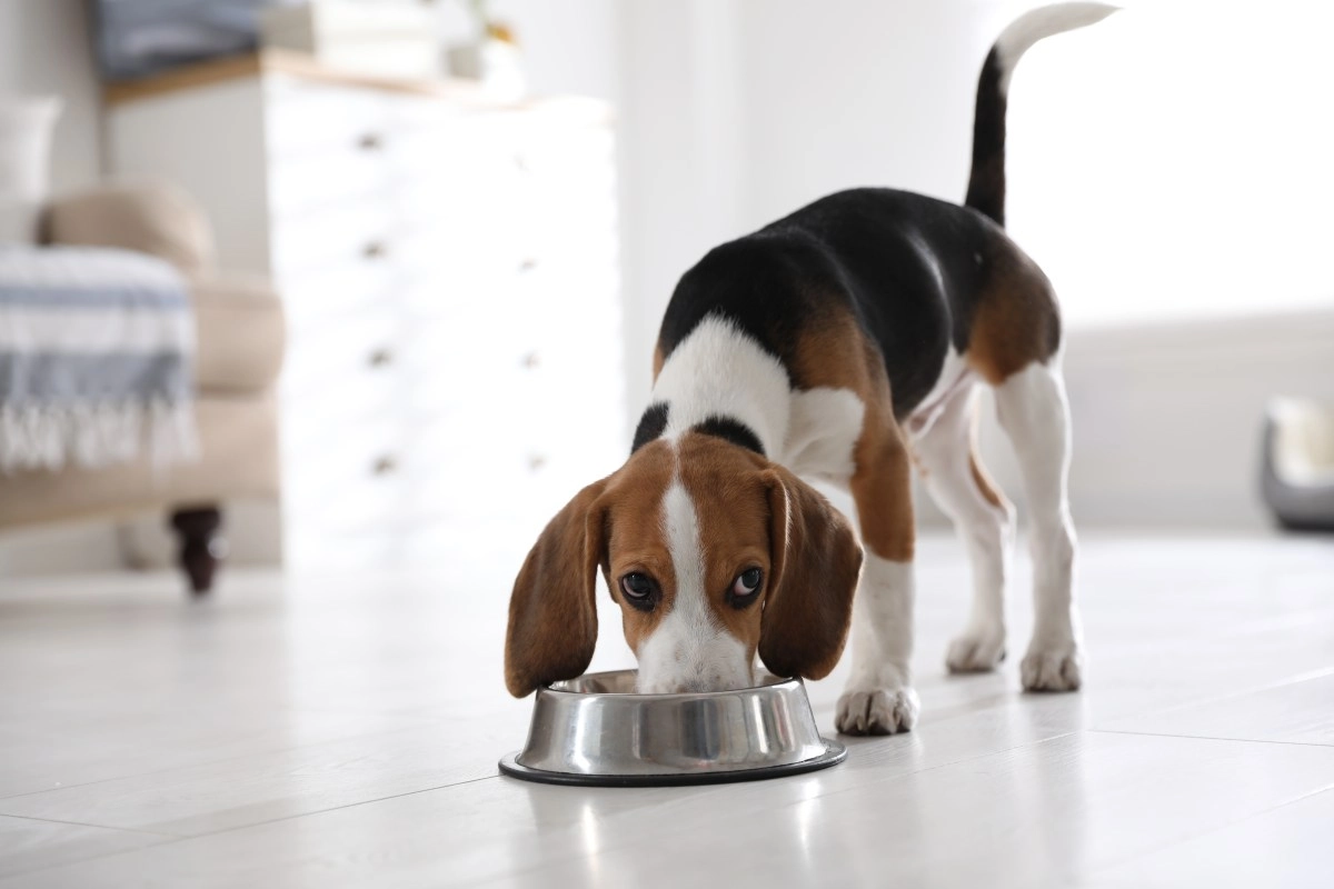 FDA Announces Recall of Pet Foods That May Cause Nutritional Deficiencies