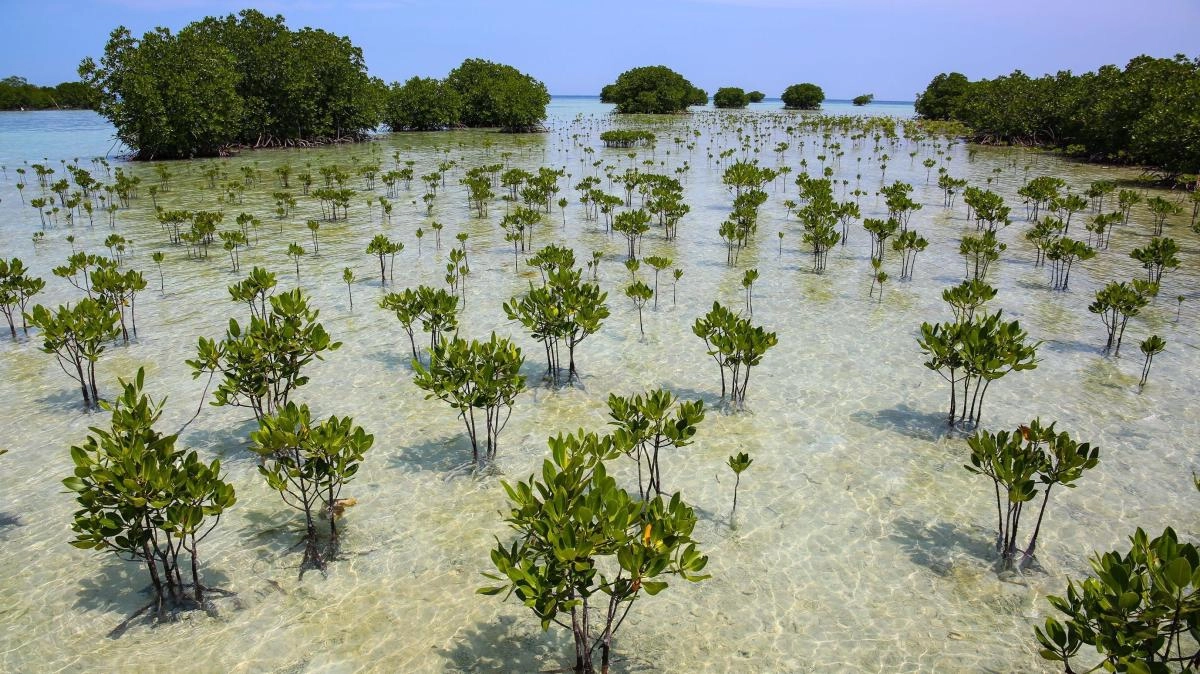 How the worlds mangroves are recovering after decades of destruction