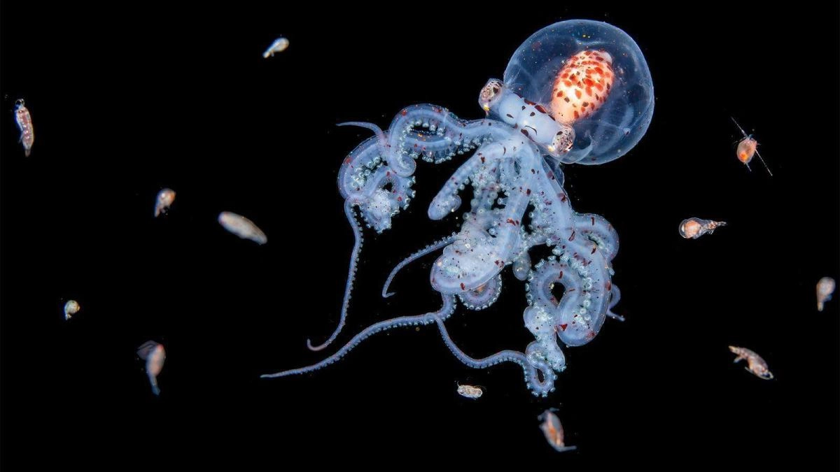 The impressive images of sea creatures achieved by the intrepid diver who dives into the sea at night