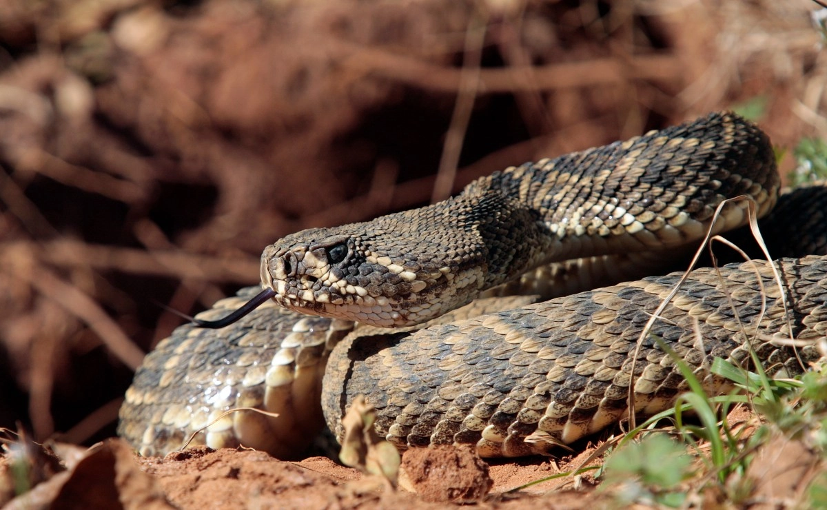 Boy alerts about rattlesnake at Los Angeles daycare
