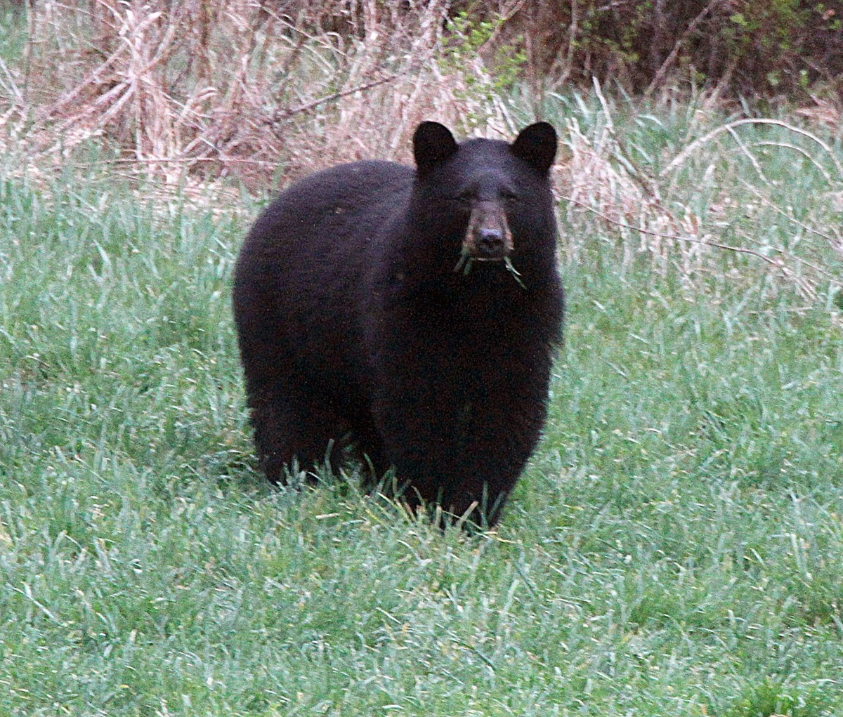 Alaska woman confronted bear to save her dog during forest hike