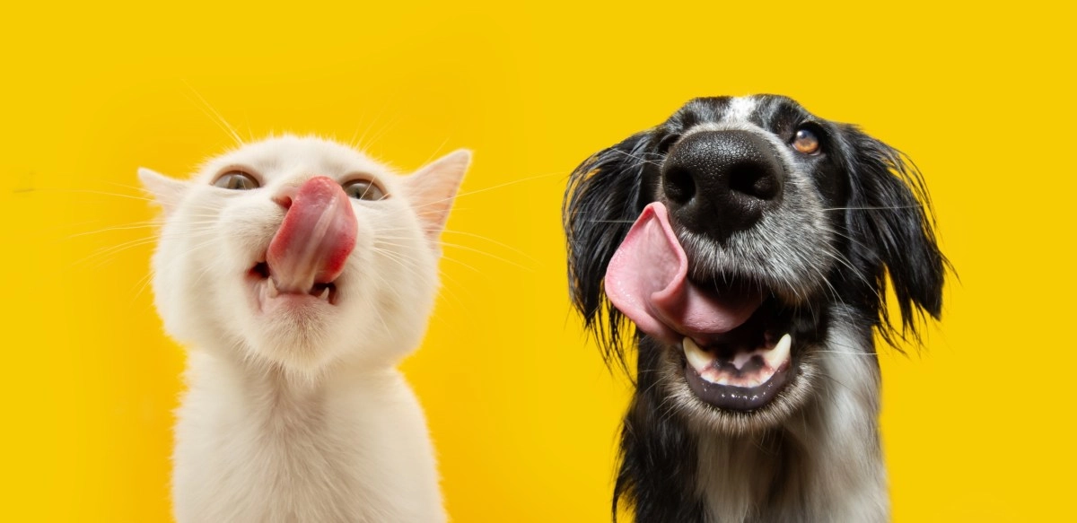 Influence of pets on emotional wellbeing friend or simple company