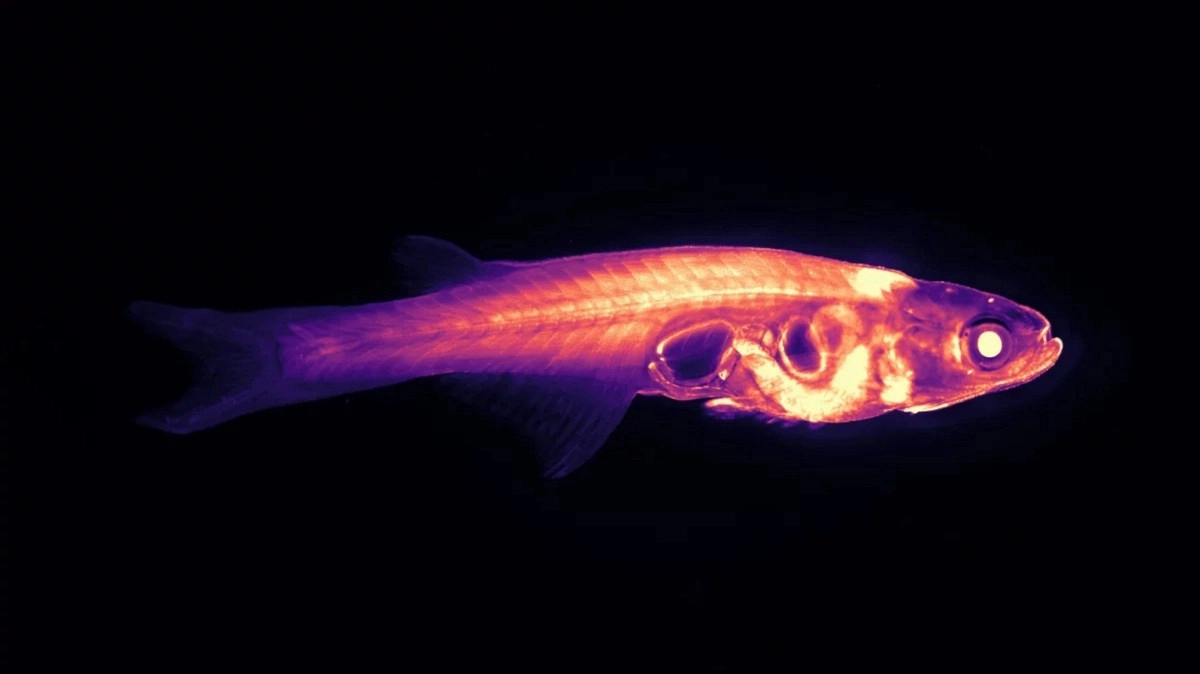 Researchers put hope in a tiny transparent fish to understand behaviors such as social interaction