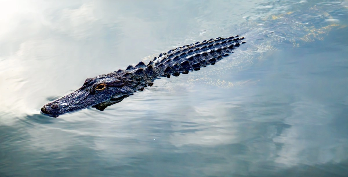 Woman died after being attacked by an alligator while swimming in a Florida river